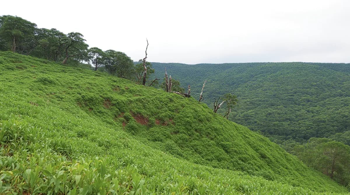 The restored hillside